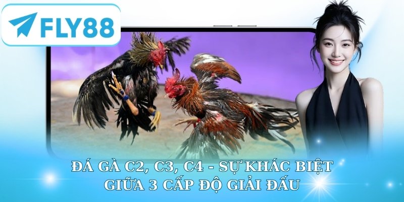 Đá Gà C2 C3 C4 - Sự Khác Biệt Giữa 3 Cấp Độ Giải Đấu