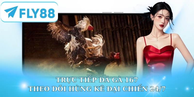 Trực Tiếp Đá Gà 167 - Theo Dõi Hùng Kê Đại Chiến 24/7