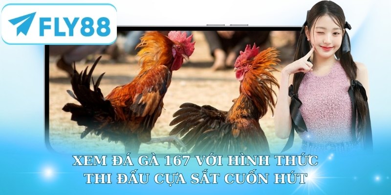 Xem đá gà 167 với hình thức thi đấu cựa sắt cuốn hút
